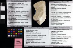 Foto (Objket + Etiketten) von Cracensigillatus acutirostrus (Moericke, 1889) 